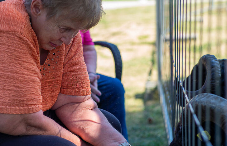 Schafe im Stephansheim