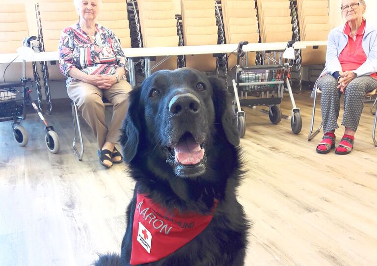 Therapiehund Aaron im Stadtheim