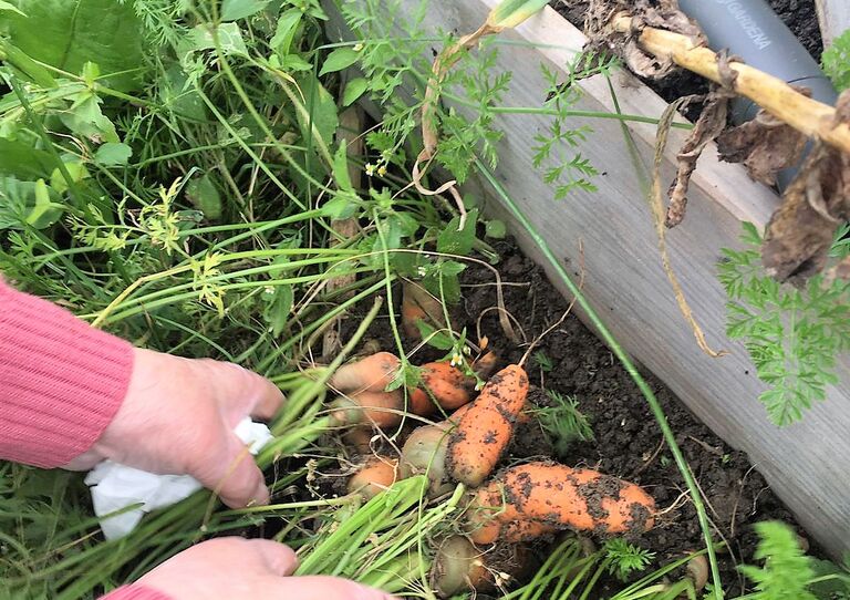 Eine Bewohnerin holt Karotten aus der Erde.