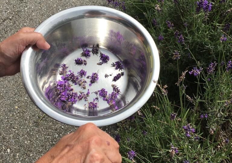 Hände einer Bewohnerin halten einen kleinen Topf mit Lavendelblüten