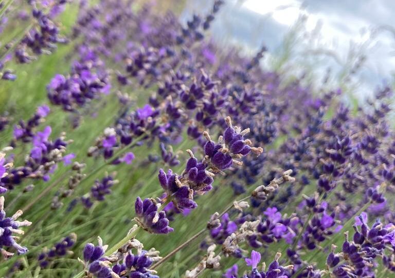 Lavendelfeld