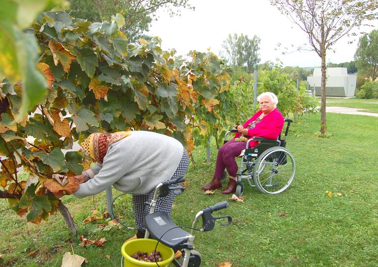 Zwei Bewohnerinnen ernten die Trauben der Weinrebe.