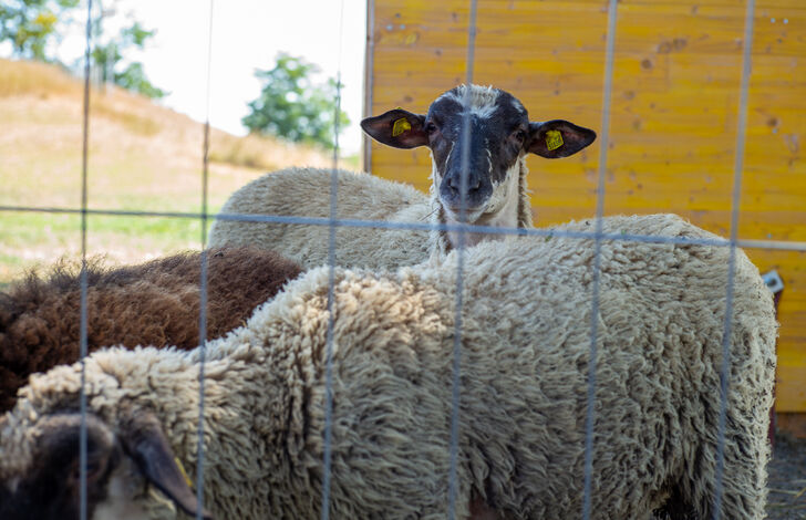 Schafe im Stephansheim