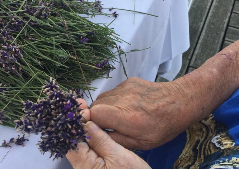Hände einer Bewohnerin binden ein Lavendelbüschchen.