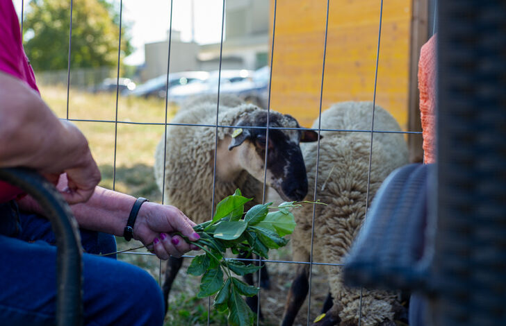 Schafe im Stephansheim