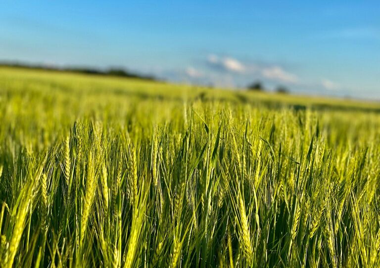 Ein Roggenfeld ist zu sehen.