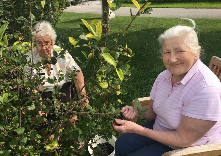 Zwei Bewohnerinnen beim Ernten der Aroniabeeren