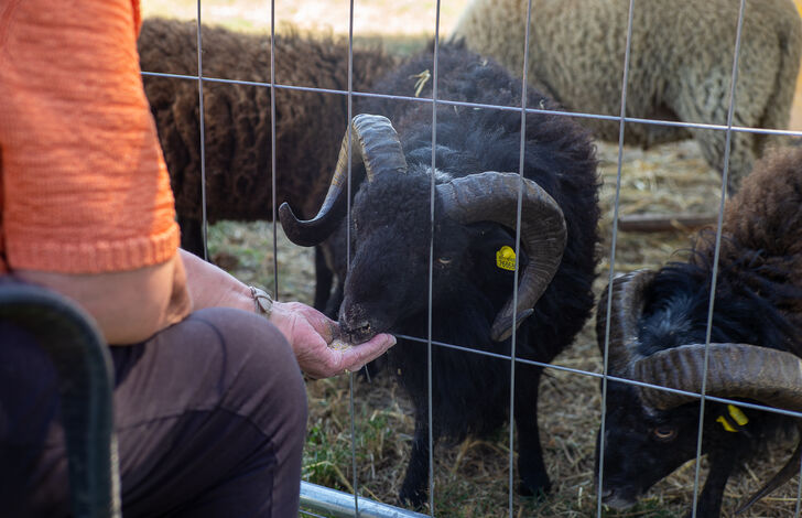 Schafe im Stephansheim