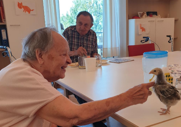 Huhn trifft Schildkröte