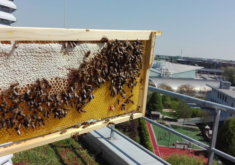 Bienen in den Waben
