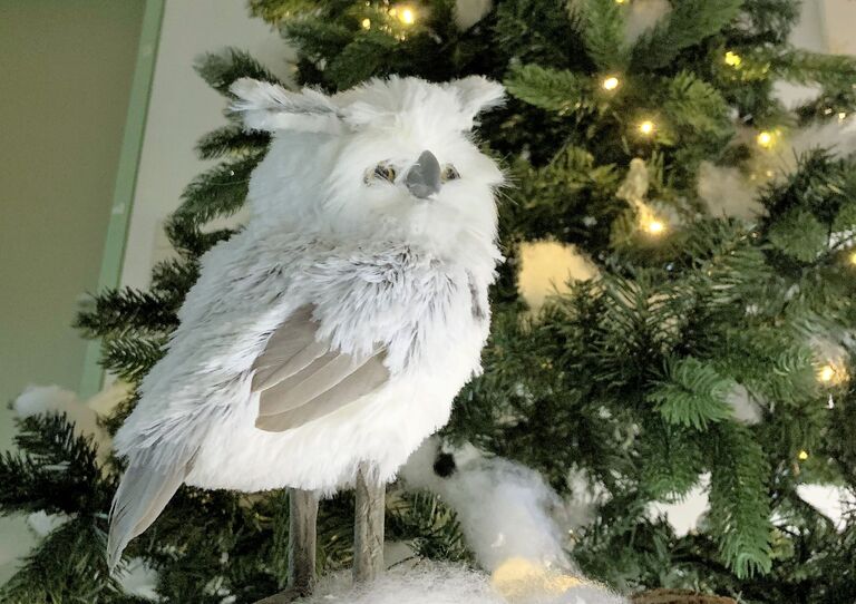 Eine weiße Eule vor einem Christbaum